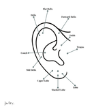 Pernille Corydon Øreringe Anemone helix ørepiercing - forgyldt e-831-gp